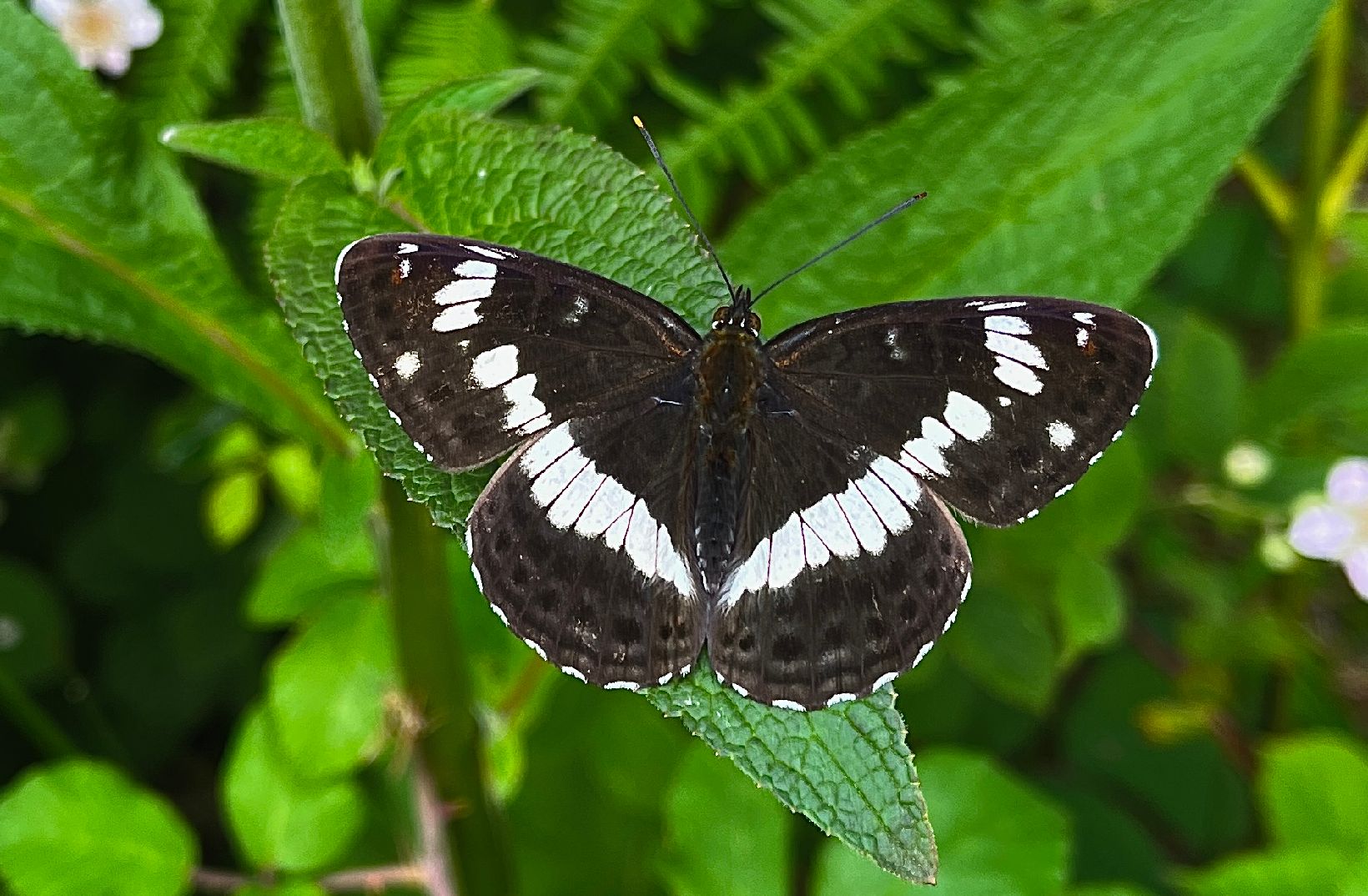 White Admiral - Clive Burrows